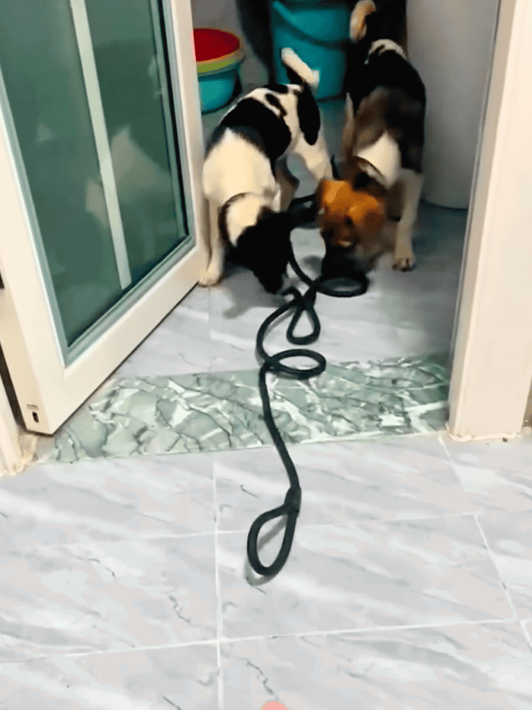 Three adorable puppies playing with a leash at doorway.