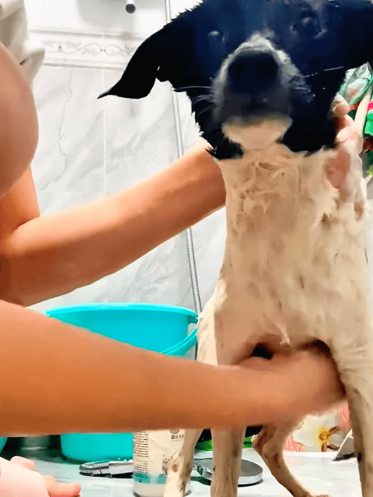 Adorable dog being bathed at pet grooming station.