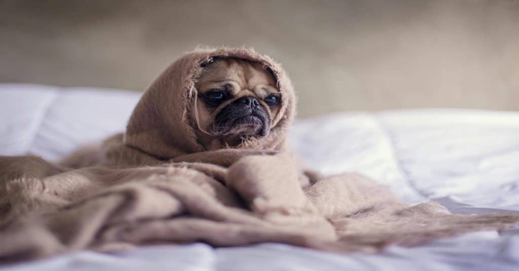 Cute dog wearing hoodie, sleeping puppy, cozy pet comfort, adorable dogwear for naps, relaxing dog image.