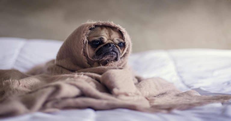 Cute dog wearing hoodie, sleeping puppy, cozy pet comfort, adorable dogwear for naps, relaxing dog image.