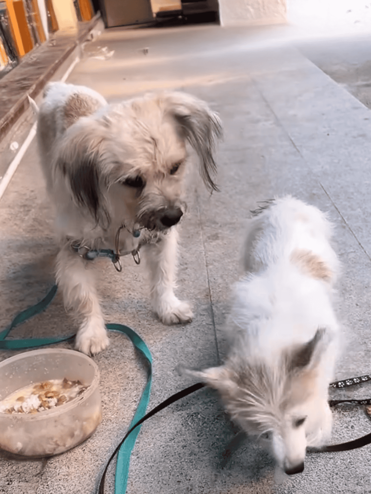 Cute dog and puppy enjoying outdoor playtime, perfect for pet lovers and dog care enthusiasts.
