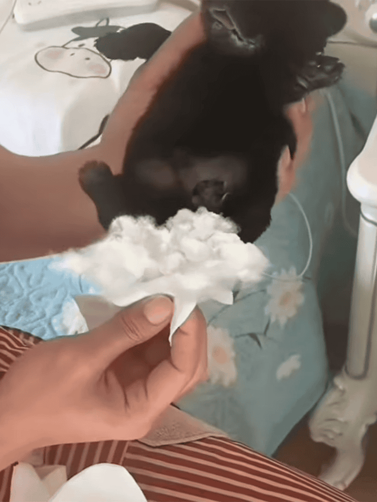 Cute puppy relaxed during grooming session.