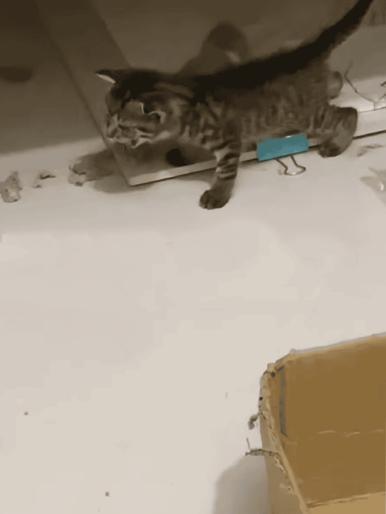 Adorable kitten hiding under furniture, discovering new surroundings and playful moments captured on camera.