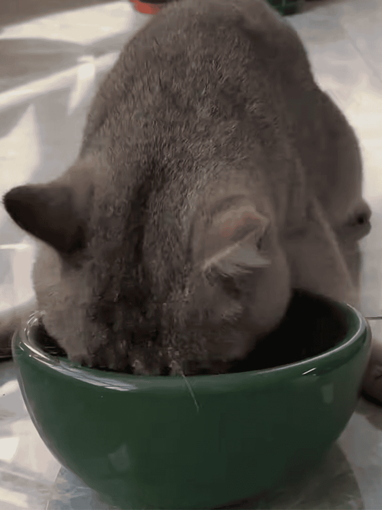 Adorable cat eating from a green bowl, showcasing pet feeding behavior.