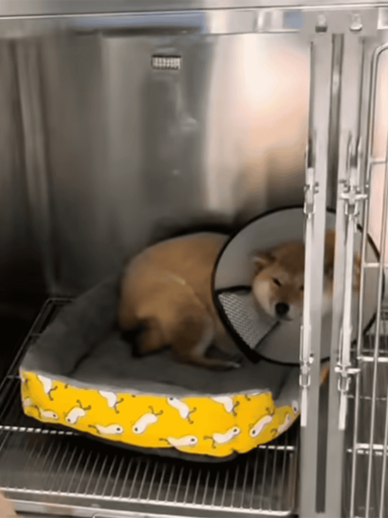 Dog resting in a cozy, clean kennel with a supportive pup cushion for optimal comfort.