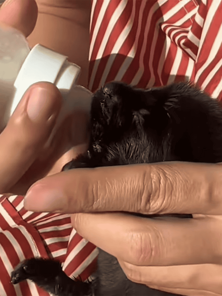 Tiny black puppy being bottle-fed.