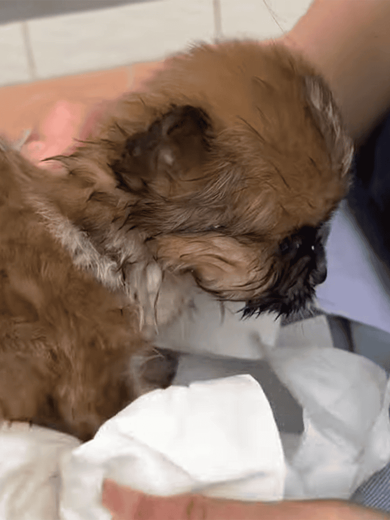 Adorable puppy and kitten cuddling together, showcasing animal friendship, perfect for pet lovers and animal care content.