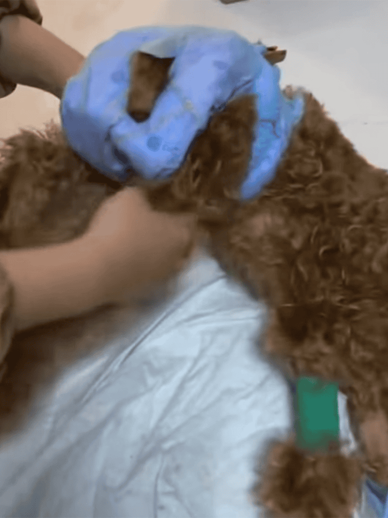 Dog receiving medical treatment for paw injury during veterinary care.