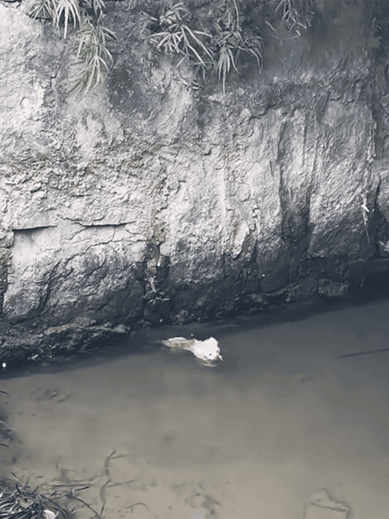 Dog swimming in river near rocky bank.