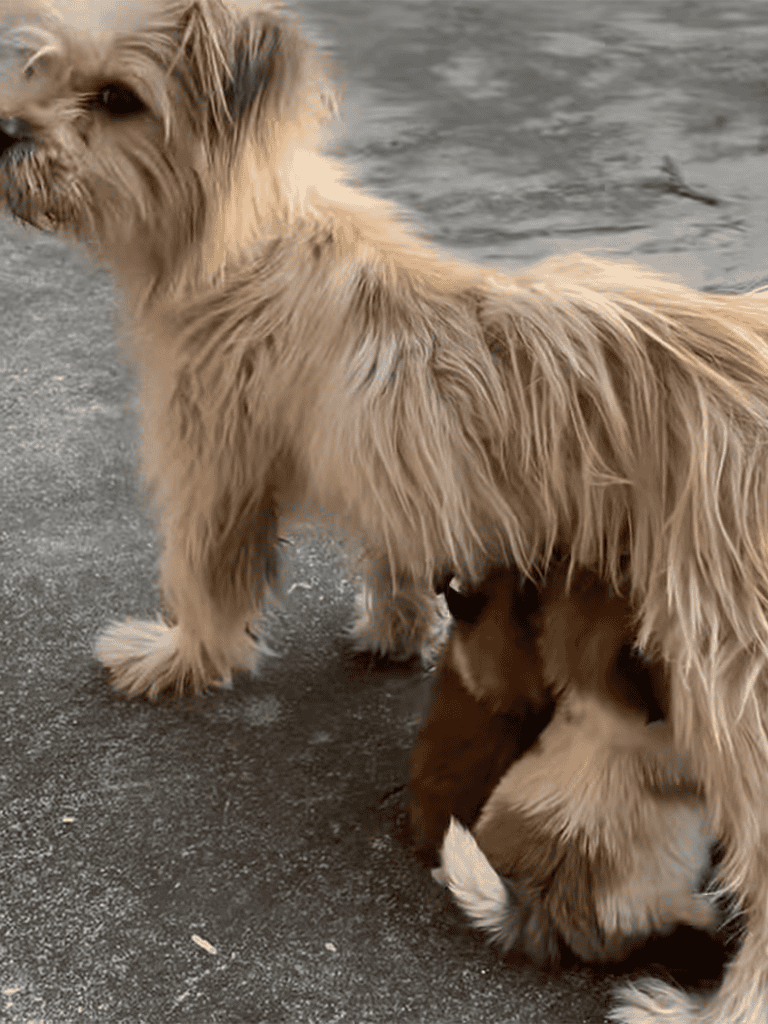 Adorable puppies playing together on pavement, showcasing well-groomed fur and playful behavior. Perfect for dog adoption and pet grooming tips.