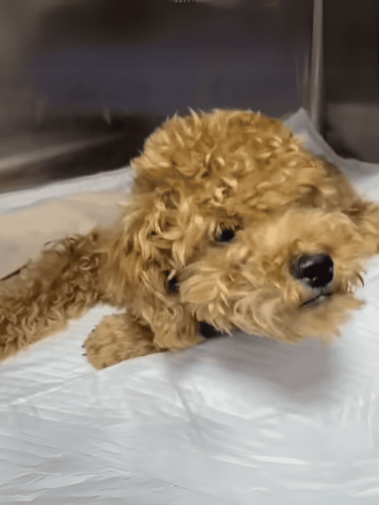 Adorable curly-haired poodle puppy lying on a pad for grooming and care.