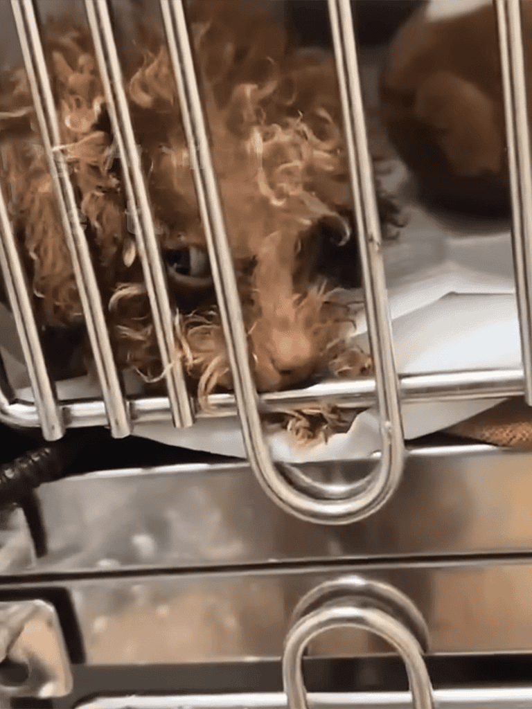 Dog looks sad in a metal cage at shelter.