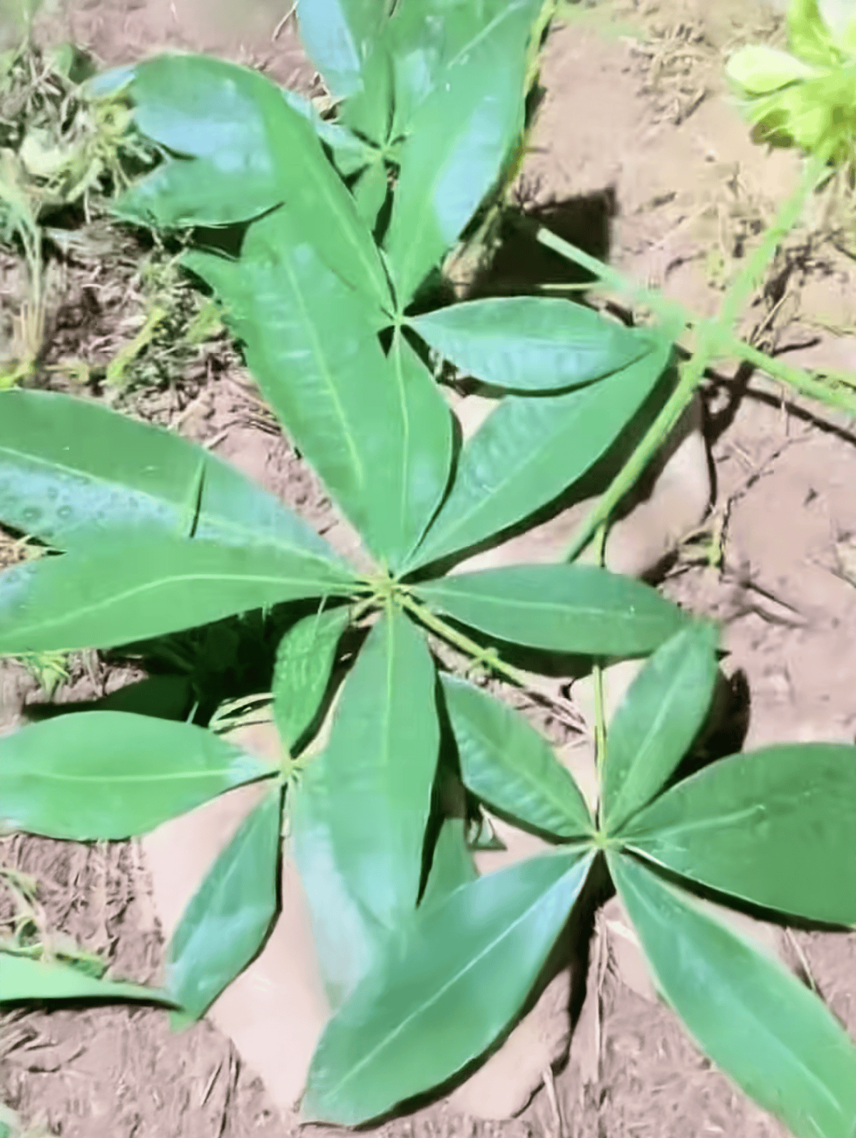 Lush green dogwood leaves growing in garden soil for natural outdoor environment.