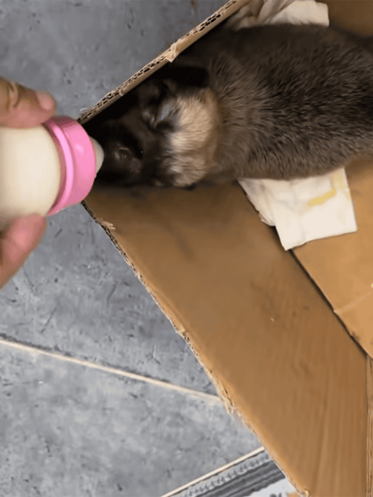 Adorable puppy drinking milk from a bottle while resting in a cardboard box.