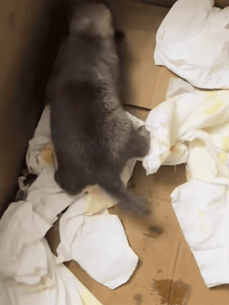 Dog waste cleanup, disposal, and training advice for responsible pet owners.