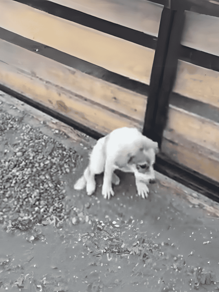 Adorable white puppy sitting near a wooden gate outdoors.