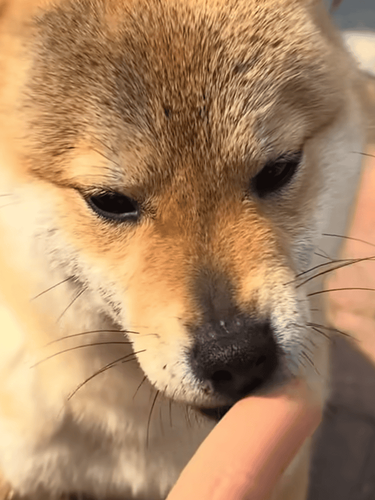 Close-up of a cute Shiba Inu puppy snuffling a person's finger, showcasing playful and loving dog behavior.