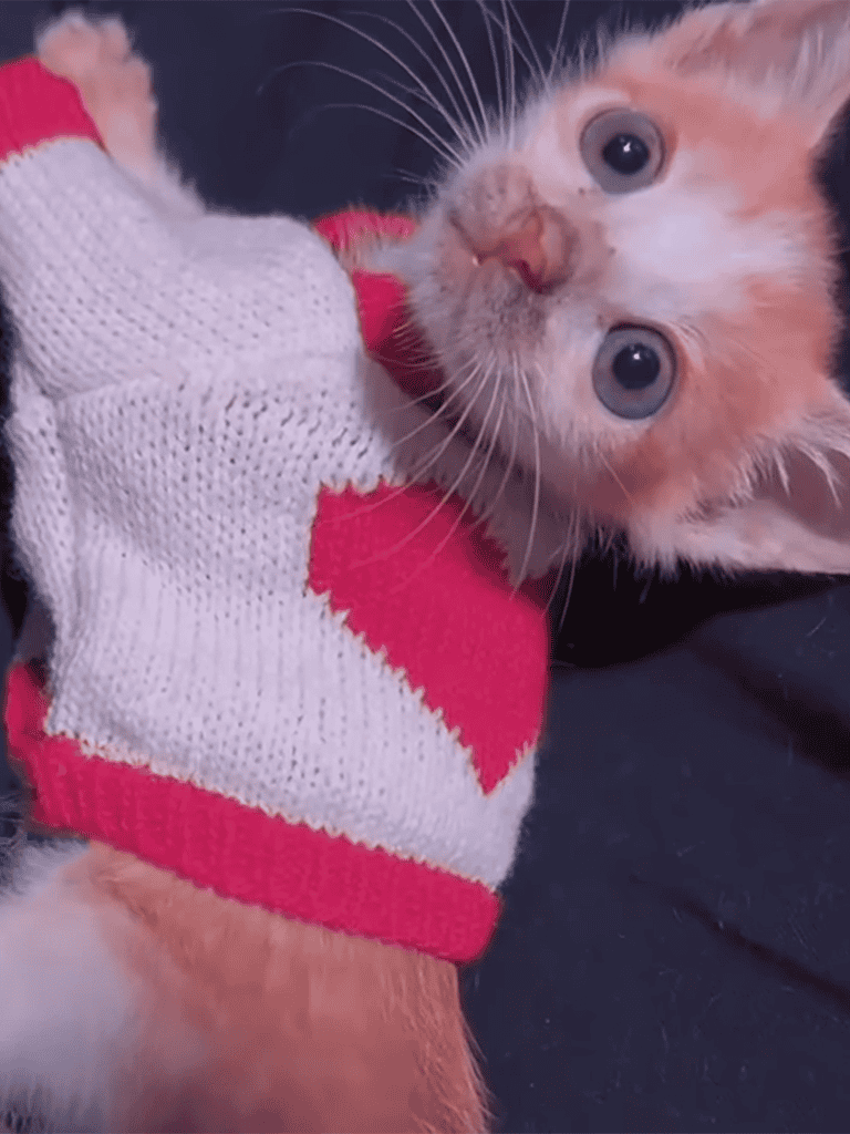 Adorable kitten wearing a pink and white cozy sock, highlighting pet comfort and care.