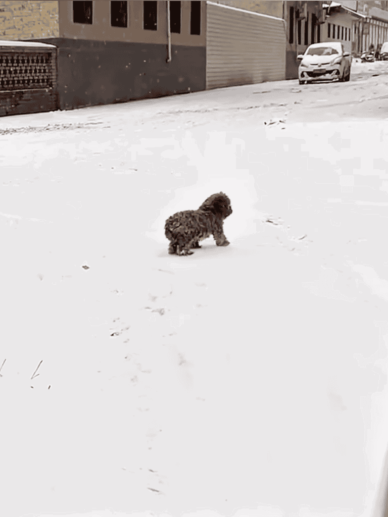 Adorable small dog enjoying snowy weather in urban neighborhood.