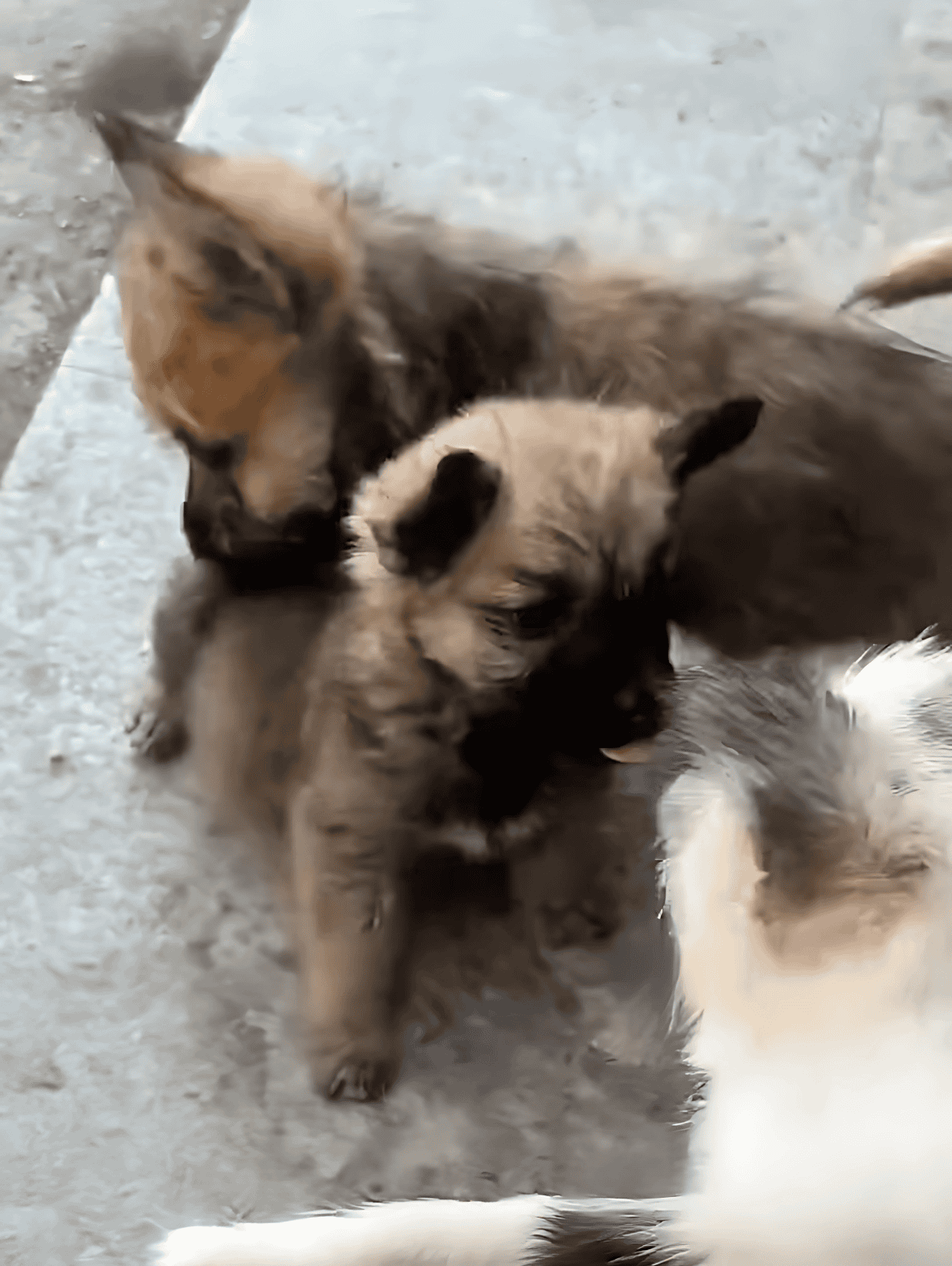 Adorable puppy and kitten cuddling and playing together outdoors for cute pet companionship.