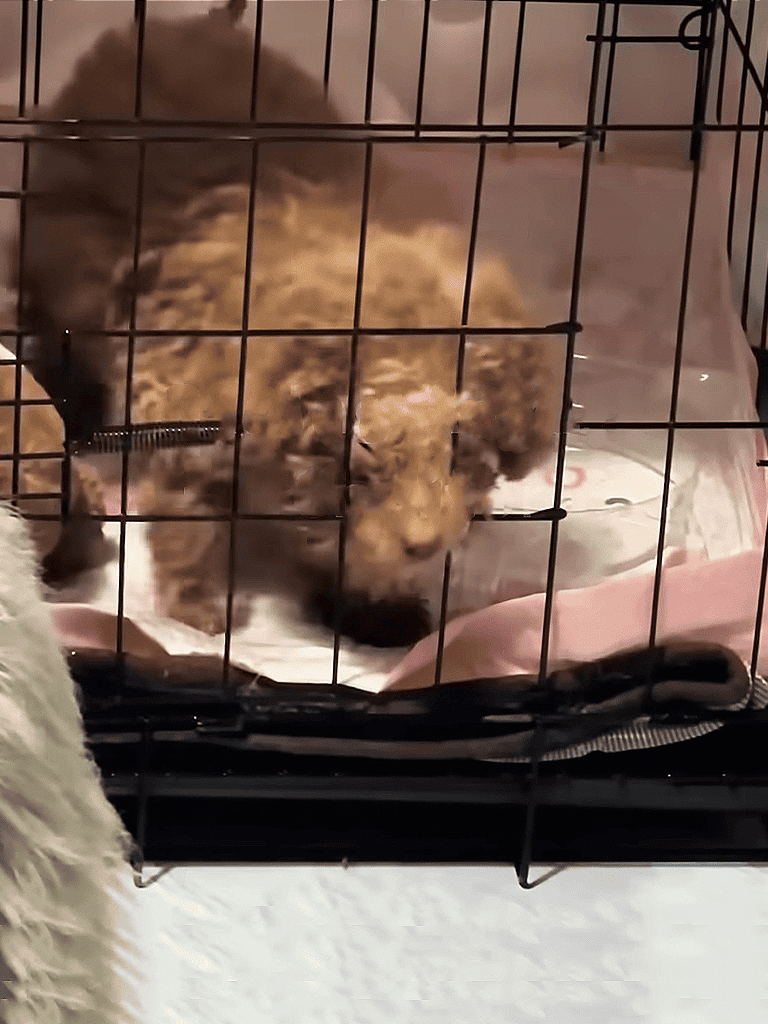 Adorable puppy lying inside a kennel, relaxing or sleeping, perfect for dog care and crate training.