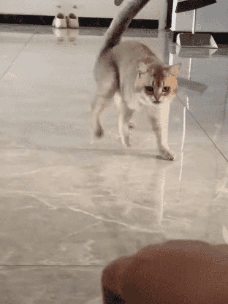 Playful cat pawing at dog toy.