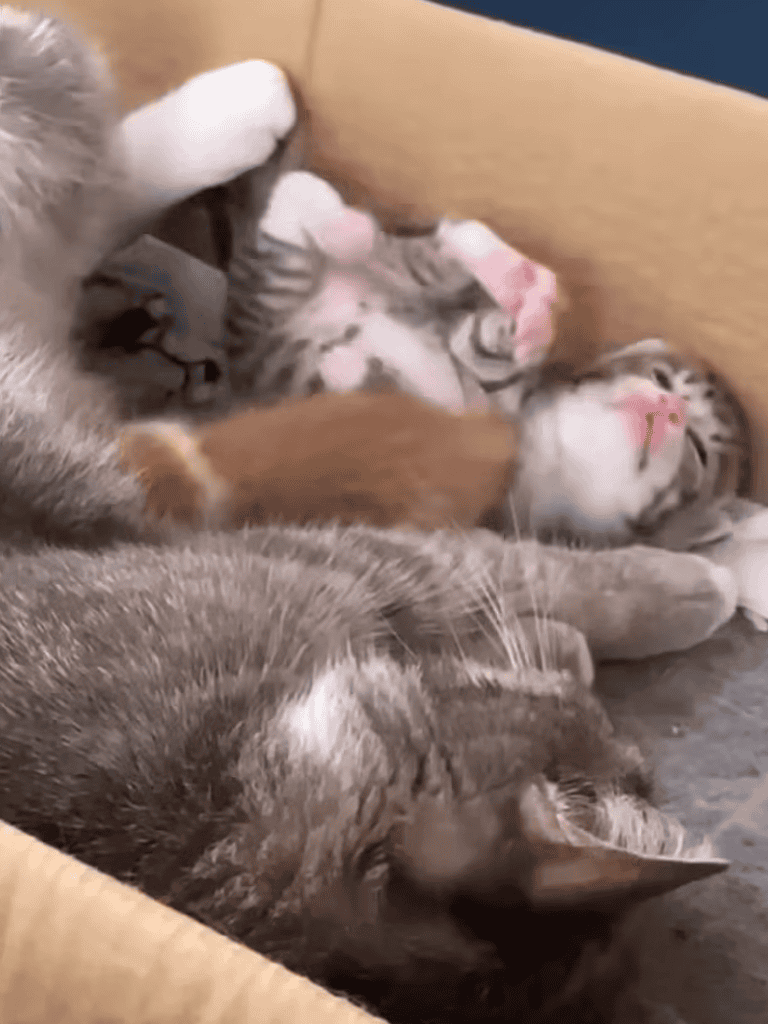 Adorable kittens cuddling in cozy box, sleeping and playing together. Perfect for pet lovers and cat enthusiasts.
