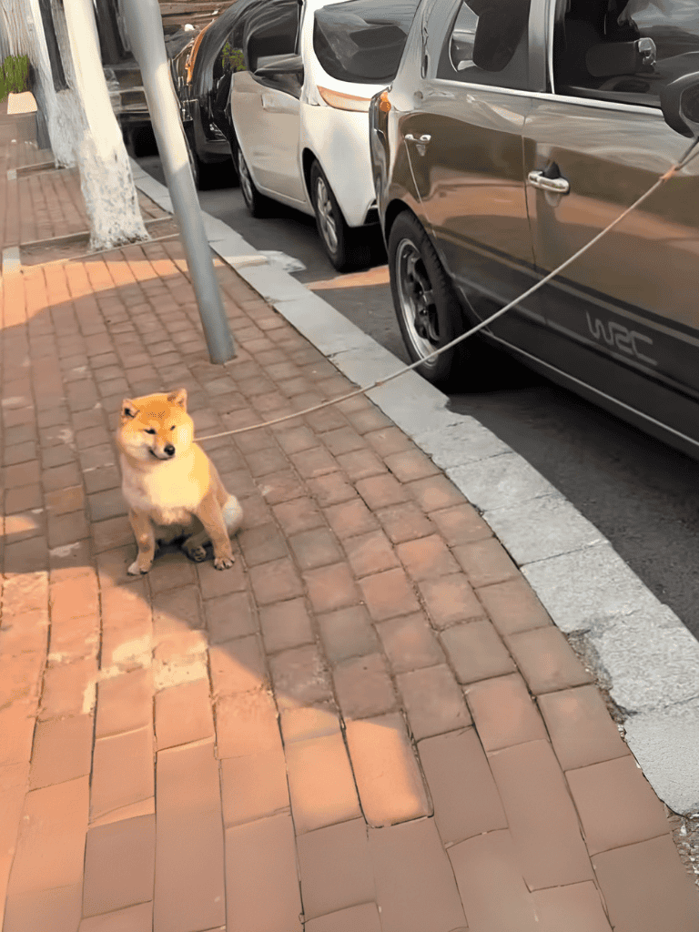 Small dog on leash sitting on brick sidewalk near parked cars.