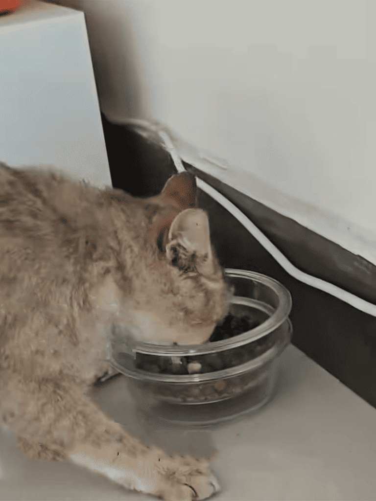 Cat eating dry pet food from glass bowl on kitchen floor.