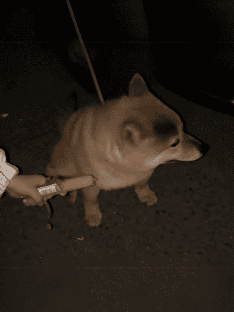 Dogfighting, training, therapy dogs, animal rescue, comfort animals, dog behavior, pet care, canine training, animal welfare, dog safety.