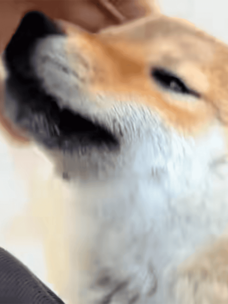 Close-up of a peaceful sleeping dog with relaxed expression.