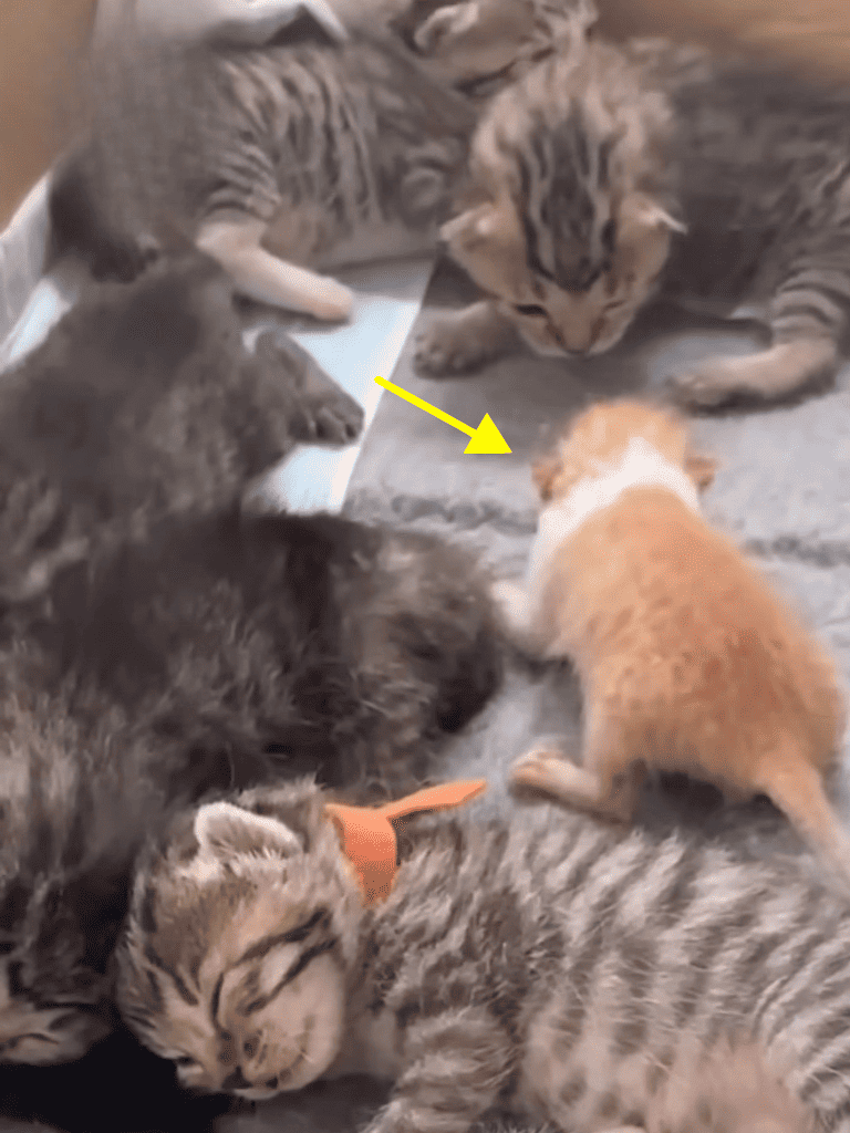 Cute kittens and a small puppy playing together on carpet, showcasing affectionate pet companionship.