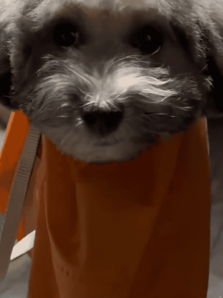 Adorable small dog with fluffy fur and expressive eyes wearing an orange sweater for warmth.