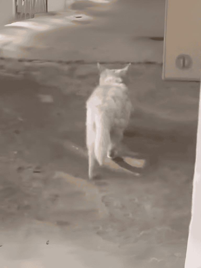 Image of a white cat walking into a room, exploring the environment.