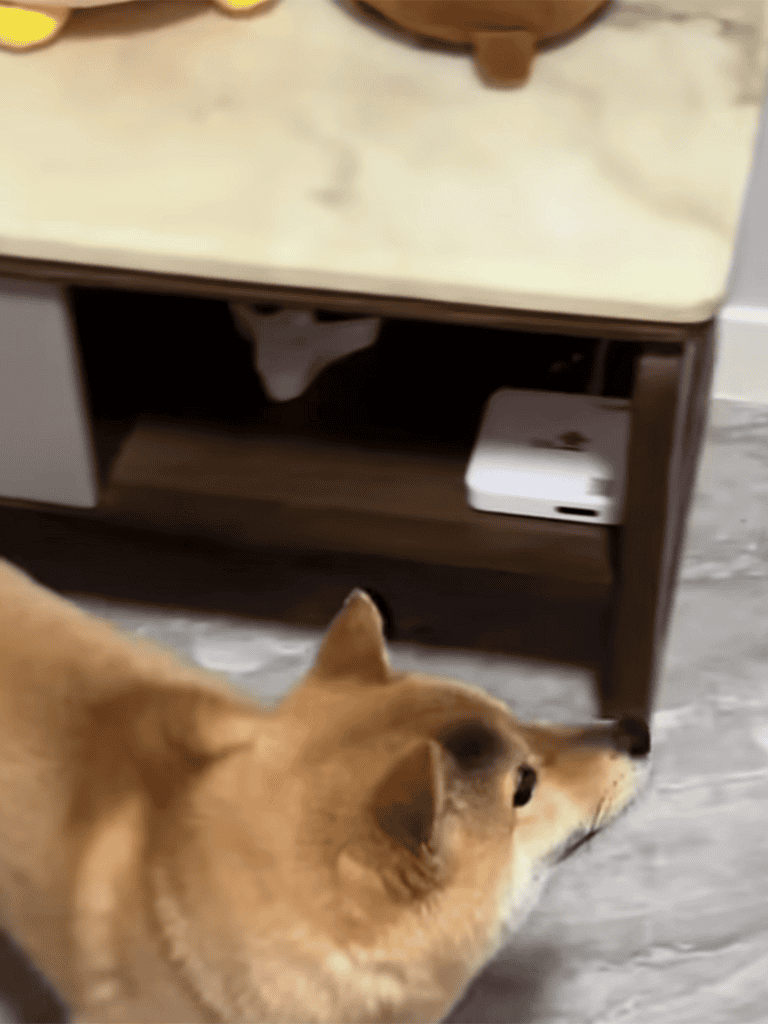 Dog lying near a TV stand, cozy and relaxed, perfect for pet relaxation spaces.