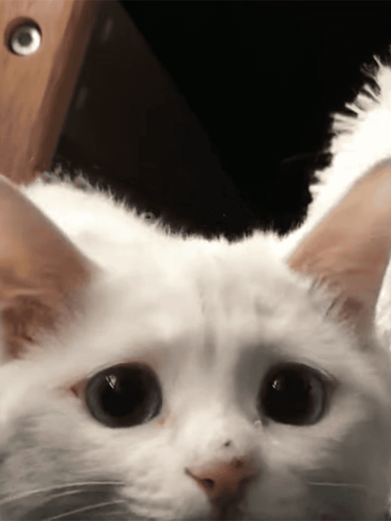 Adorable white kitten with big dark eyes, curious expression, and pink nose.