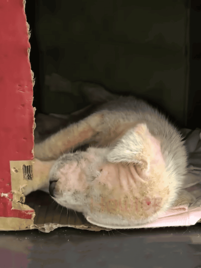 Adorable Siberian Husky puppy sleeping peacefully inside a cardboard box. Perfect for dog lovers and pet care.