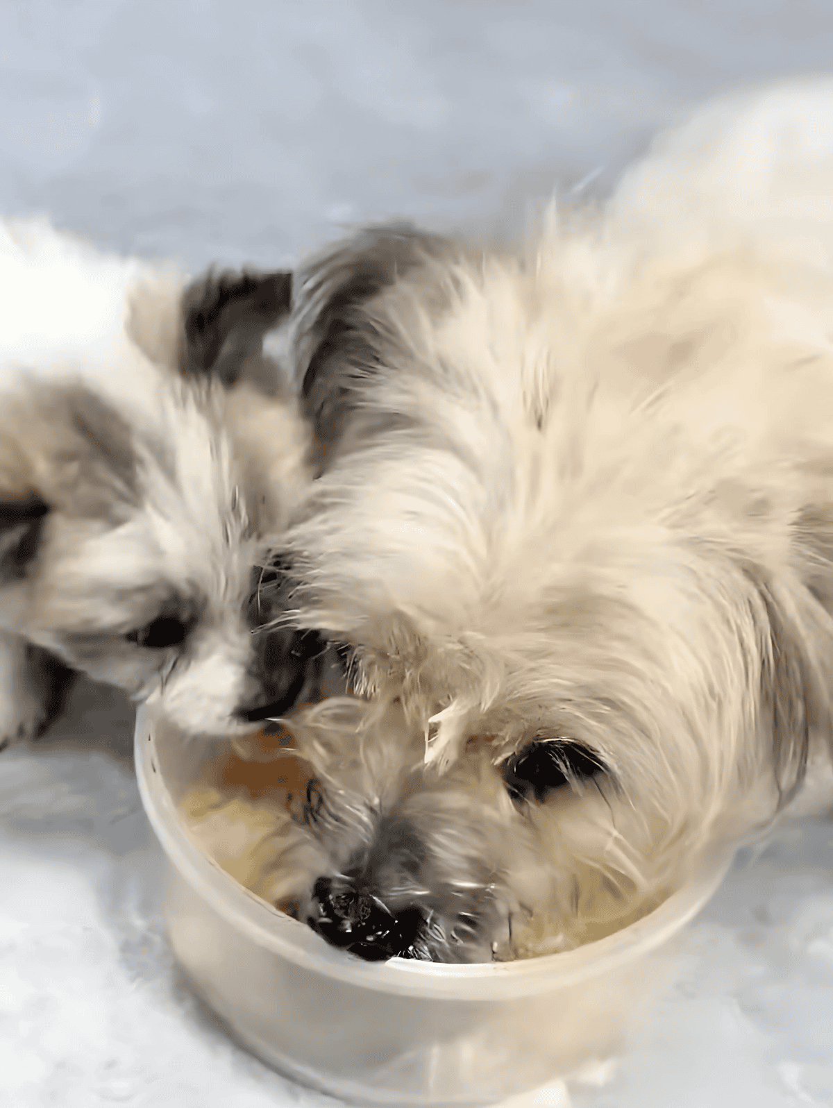 Adorable dogs sharing a drink from a bowl, showcasing happy pet moments.