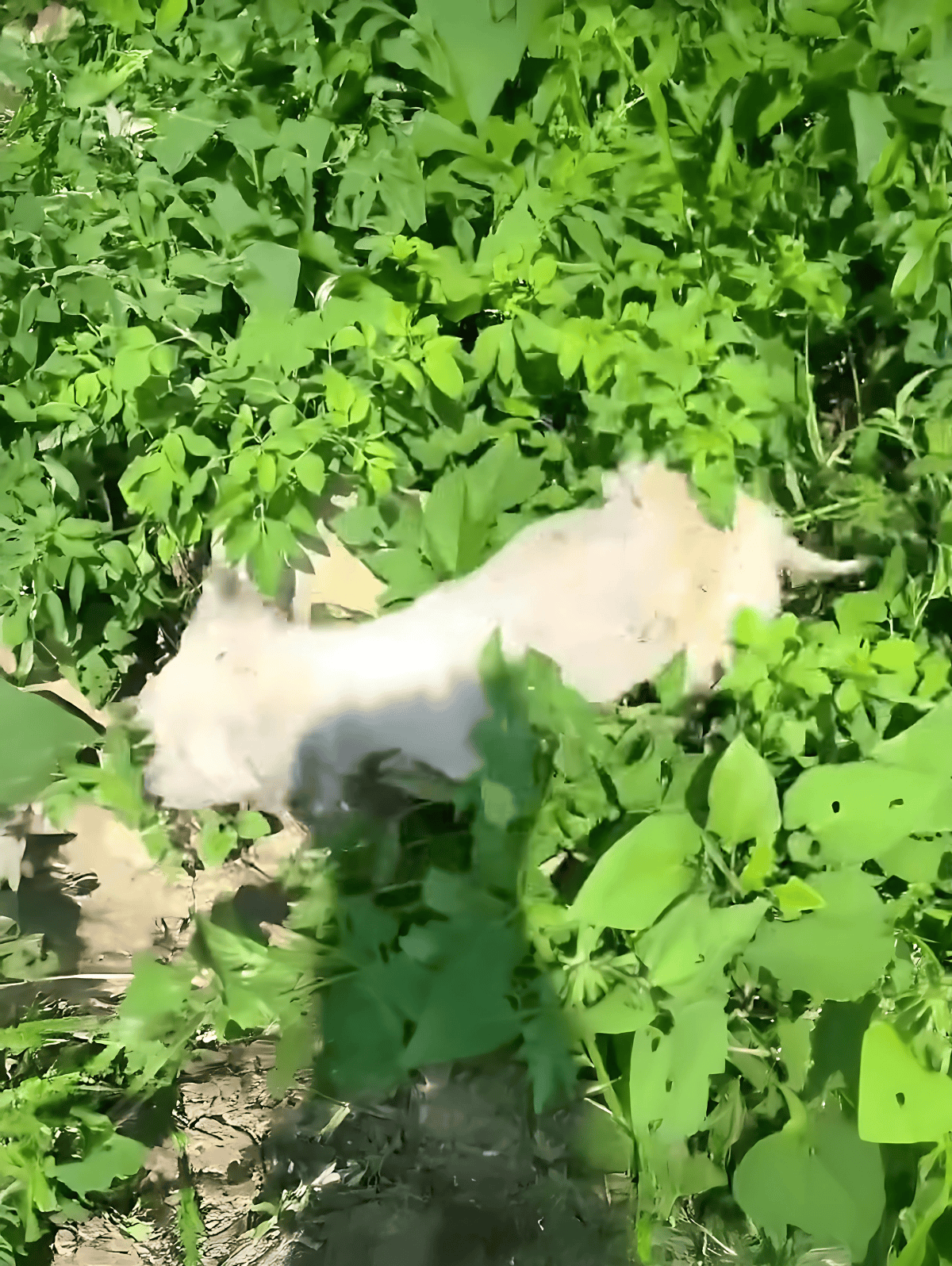 Dog among vibrant green plants and leaves in outdoor setting for pet activity.