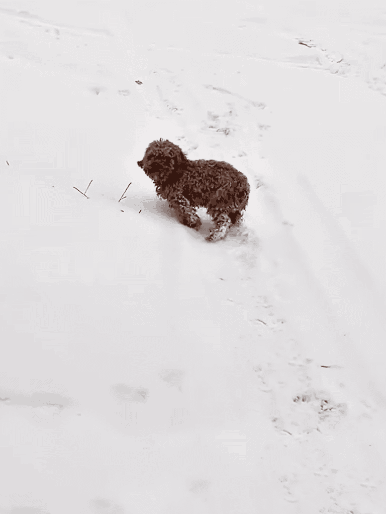 Cute brown curly-haired dog playing in fresh snow, enjoying outdoor winter fun.