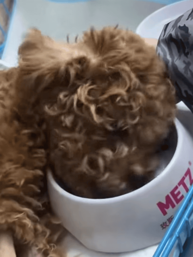 Adorable brown puppy with curly fur munching from a food bowl.