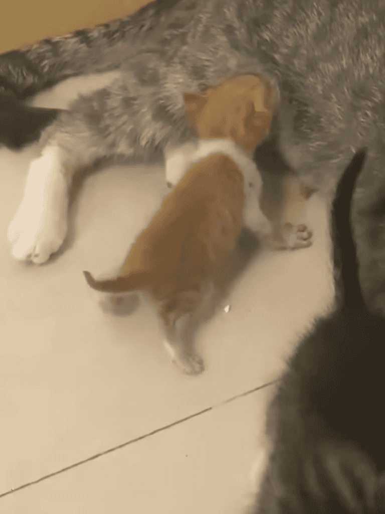 Adorable puppy nursing from mother dog, cozy moment for new puppy, cute pet care scene.