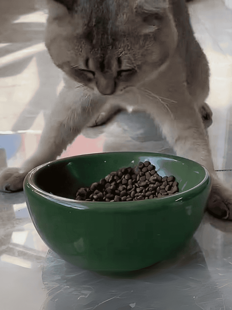 Cat feeding, pet nutrition, healthy feline diet, dry cat food, pet care.