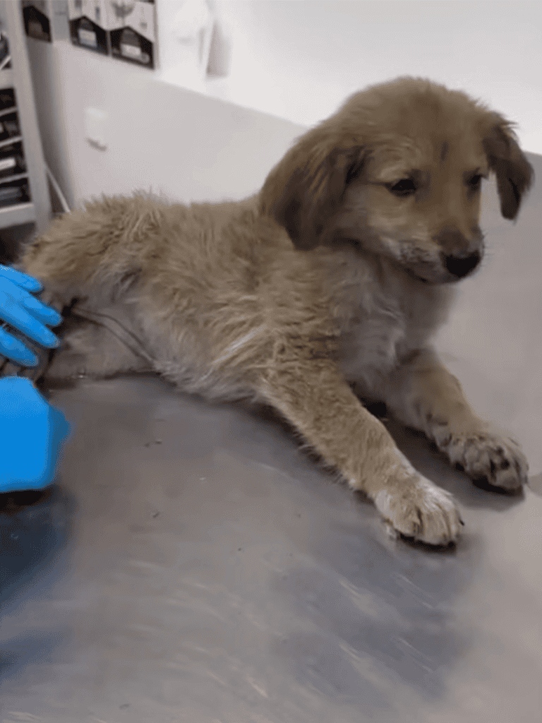 Adorable dog puppy lying on examination table, veterinary care for health checkup.