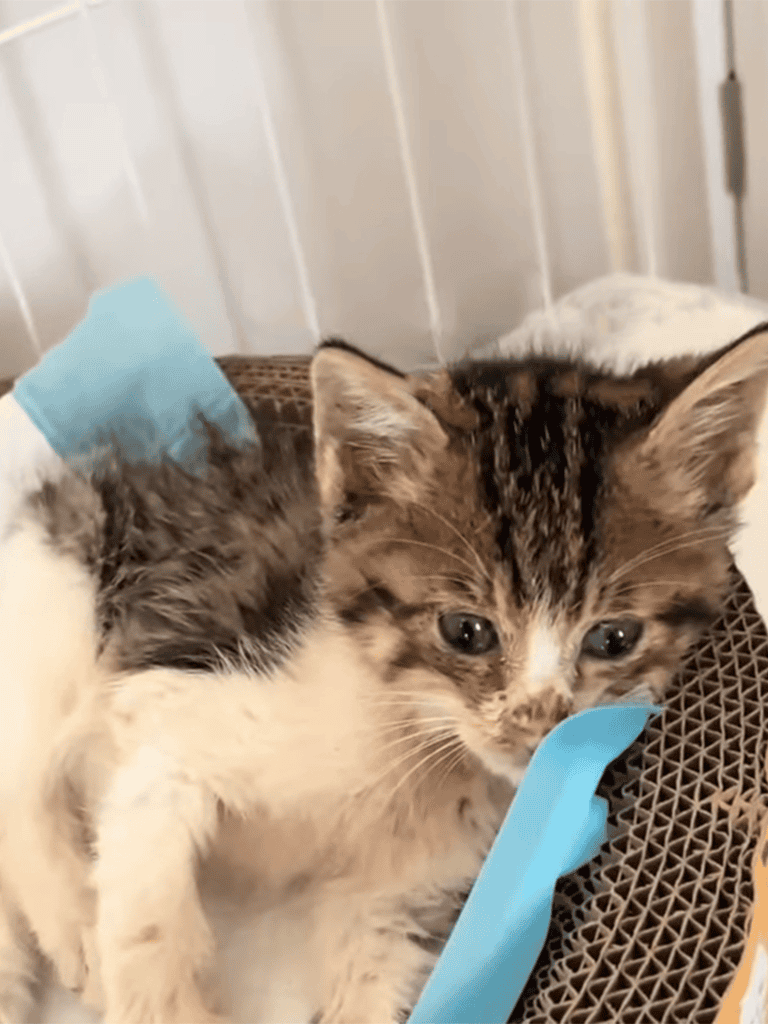 Adorable kitten with bandage, essential pet health, and recovery care image.