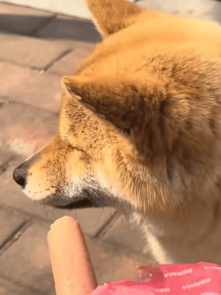 Adorable Shiba Inu dog licking a treat from a person's hand, captured on a brick patio.