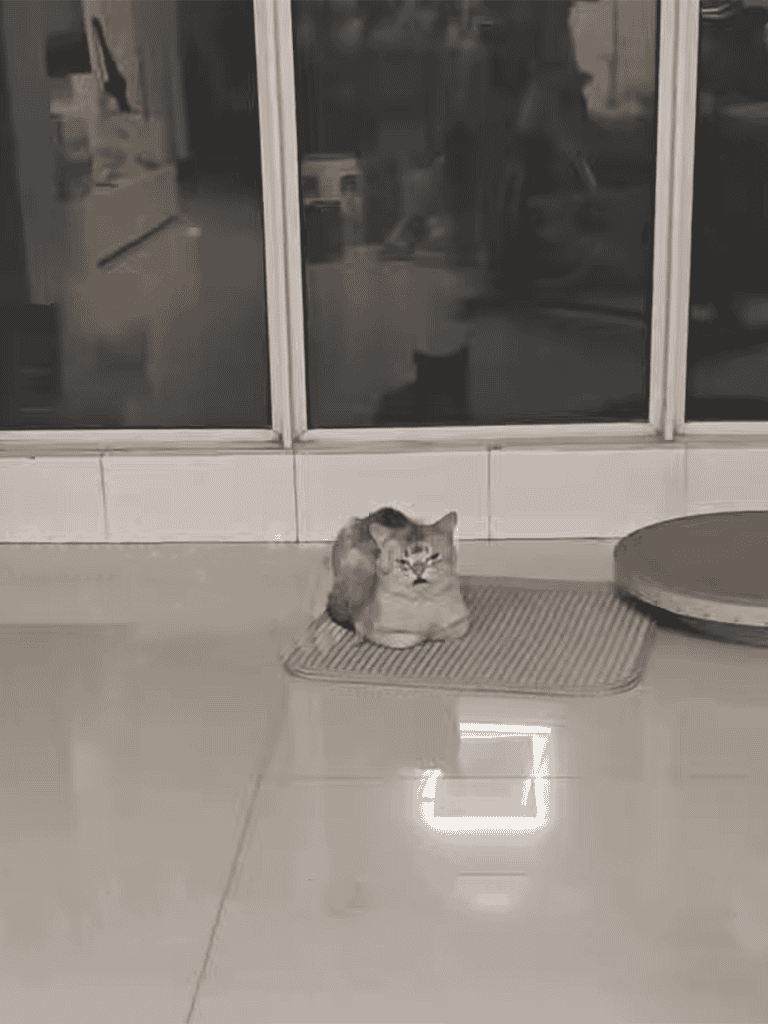 Cat sitting calmly on a welcome mat near glass door in indoor setting.