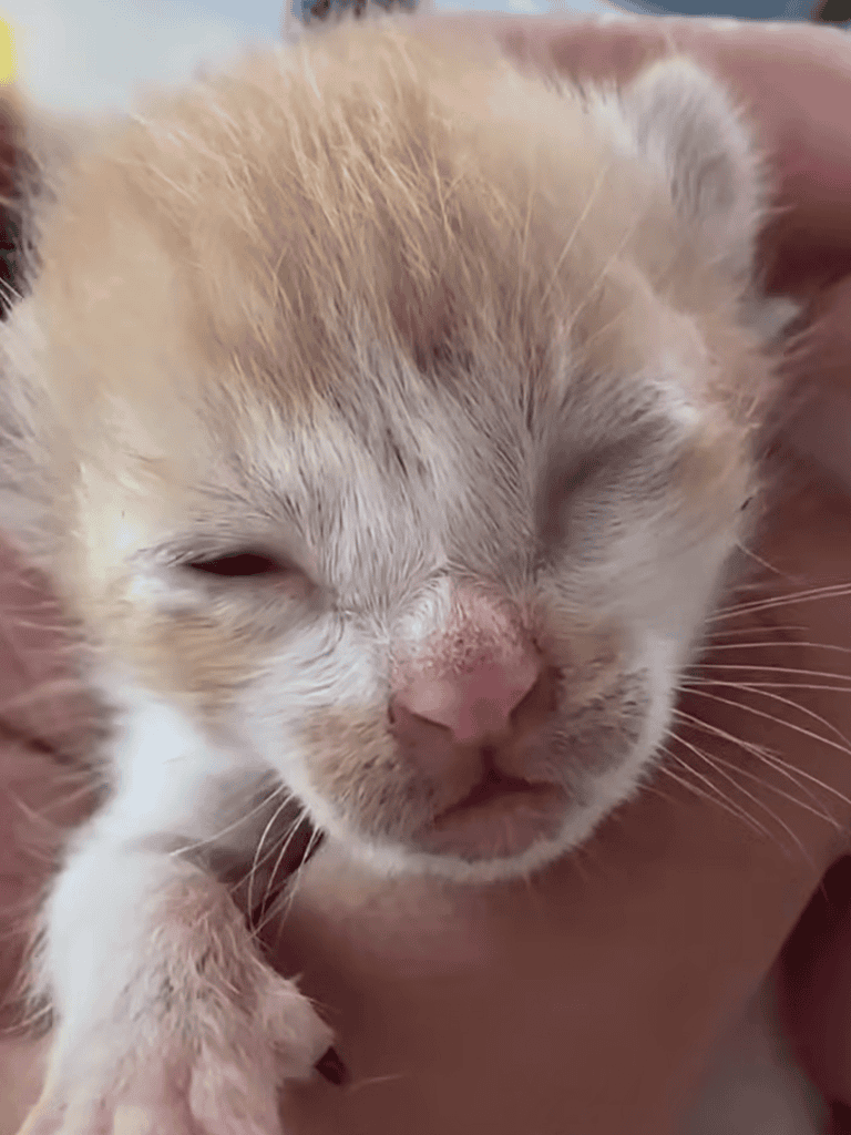 Adorable tiny puppy with closed eyes and soft fur, perfect for pet care and puppy rescue content.