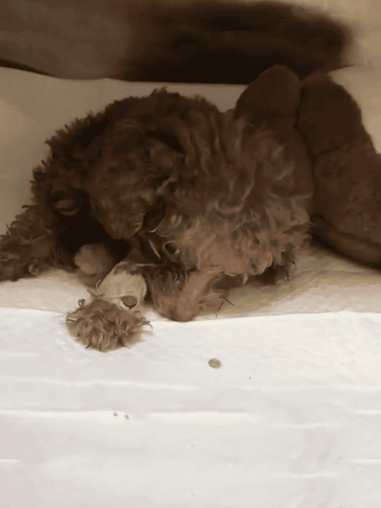 Adorable brown curly-haired puppy snuggling under a blanket, showing comfort and relaxation.