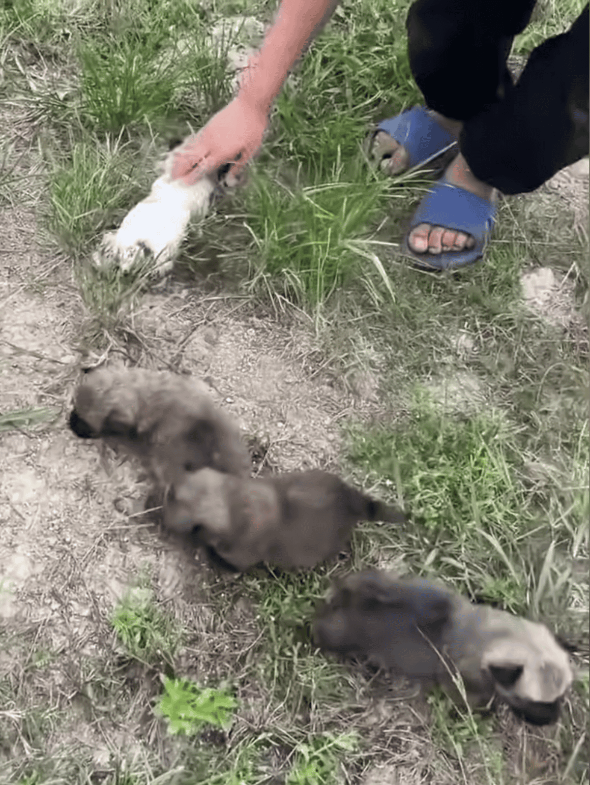 Adorable puppies being fed and cared for outdoors, highlighting pet rescue efforts and dog fosterage.
